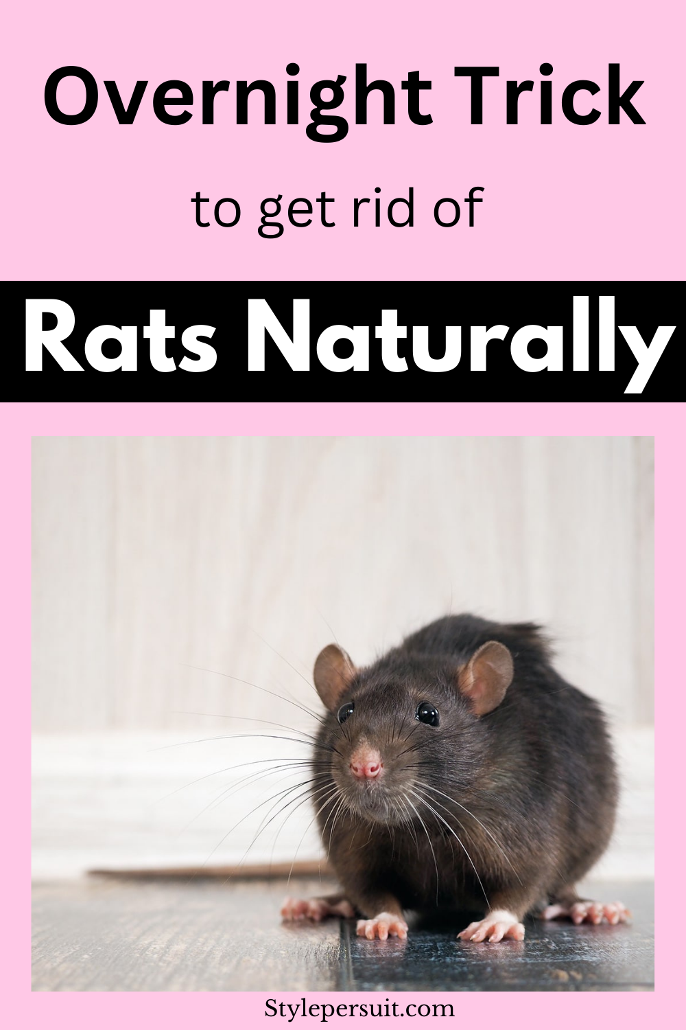 How to Get Rid of Rats in House Naturally - StylePersuit