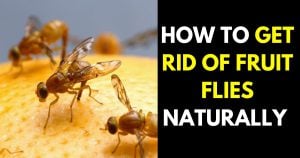 How to Get Rid of Fruit Flies Fast, According to Experts