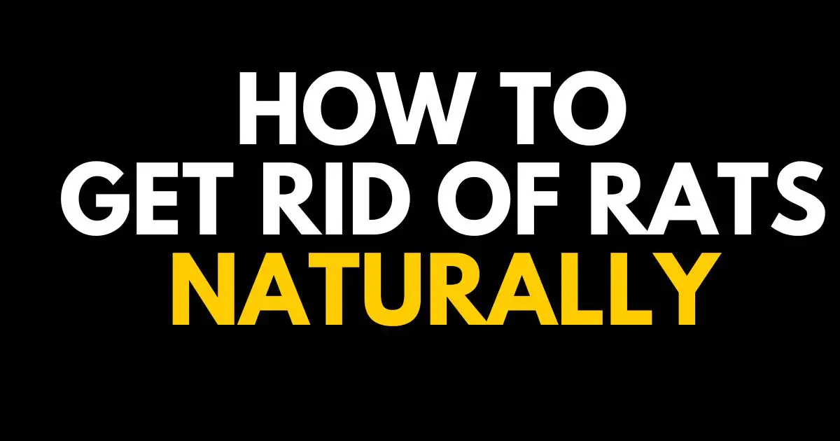 HOW TO GET RID OF RATS NATURALLY