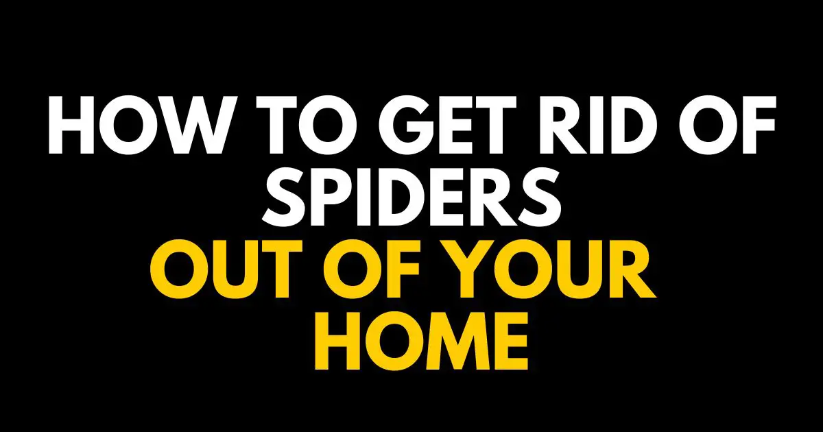 Getting Rid of Spiders