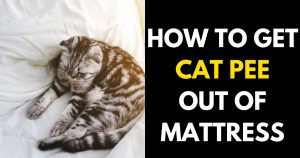 How to Get Stains Out of Mattress: A Comprehensive Guide - StylePersuit