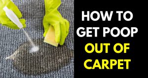 How to Get Poop Out of Carpet - StylePersuit