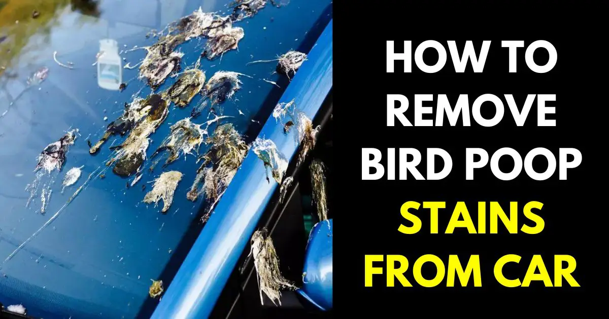 T HOW TO REMOVE BIRD POOP STAINS FROM CAR