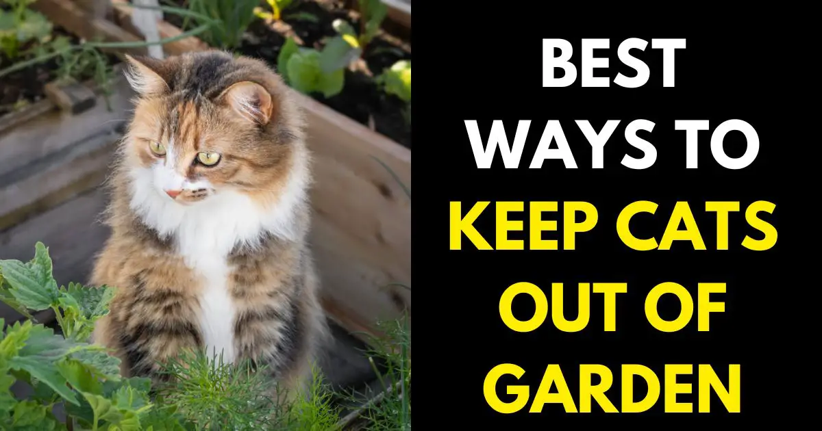 KEEP CATS OUT OF GARDEN