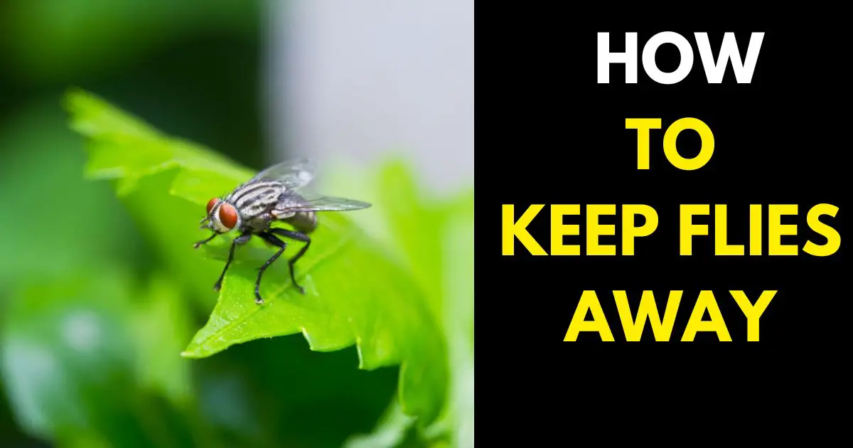 How to Keep Flies Away