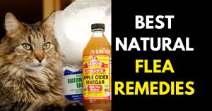 Image showcasing Natural Flea Remedies for Your Home and Cats and Dogs - StylePersuit
