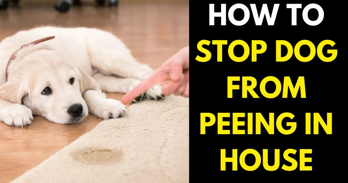 How to Stop Dog from Peeing in House