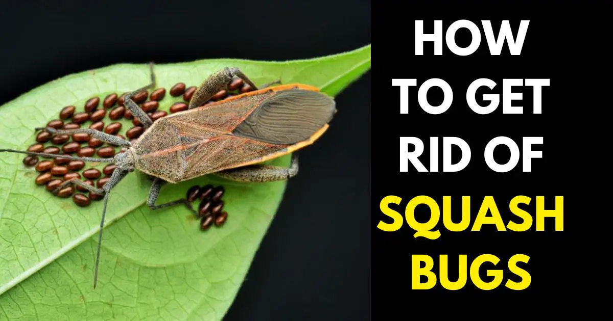 How to Get Rid of Squash Bugs Naturally