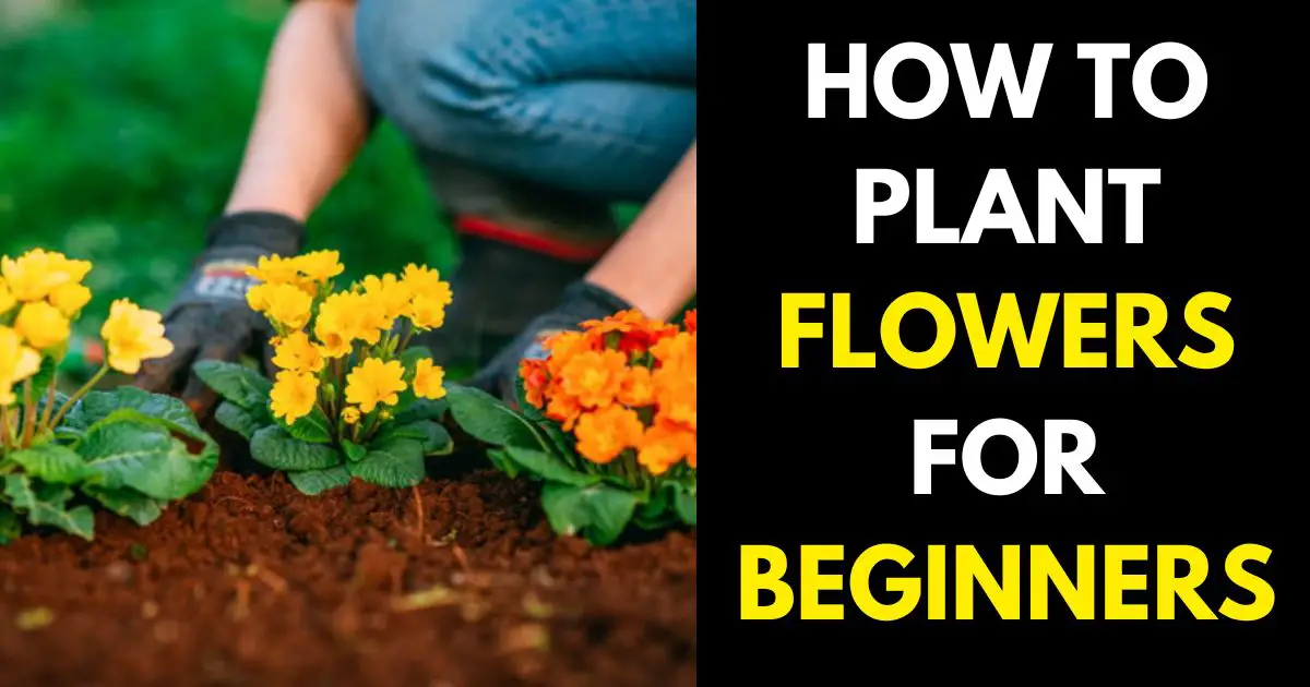 Plant Flowers for Beginners
