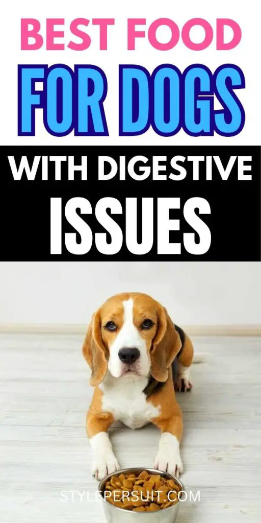 Best Food for Dogs With Digestive Issues