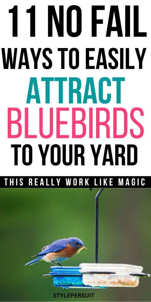How to Attract Bluebirds to Your Yard
