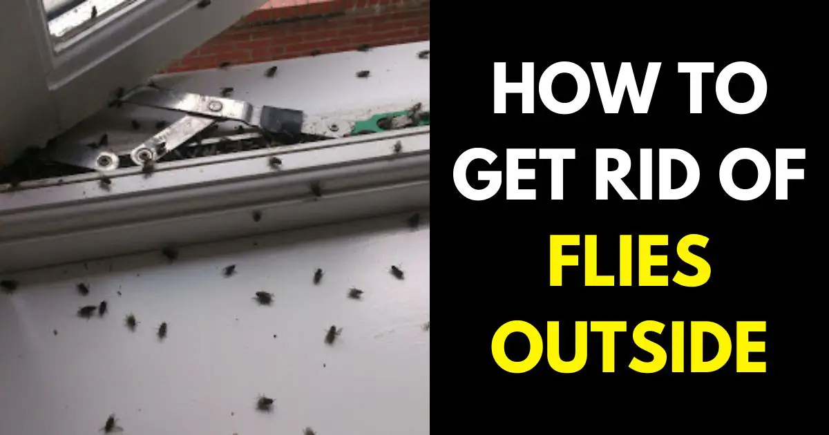 HOW TO GET RID OF FLIES OUTSIDE