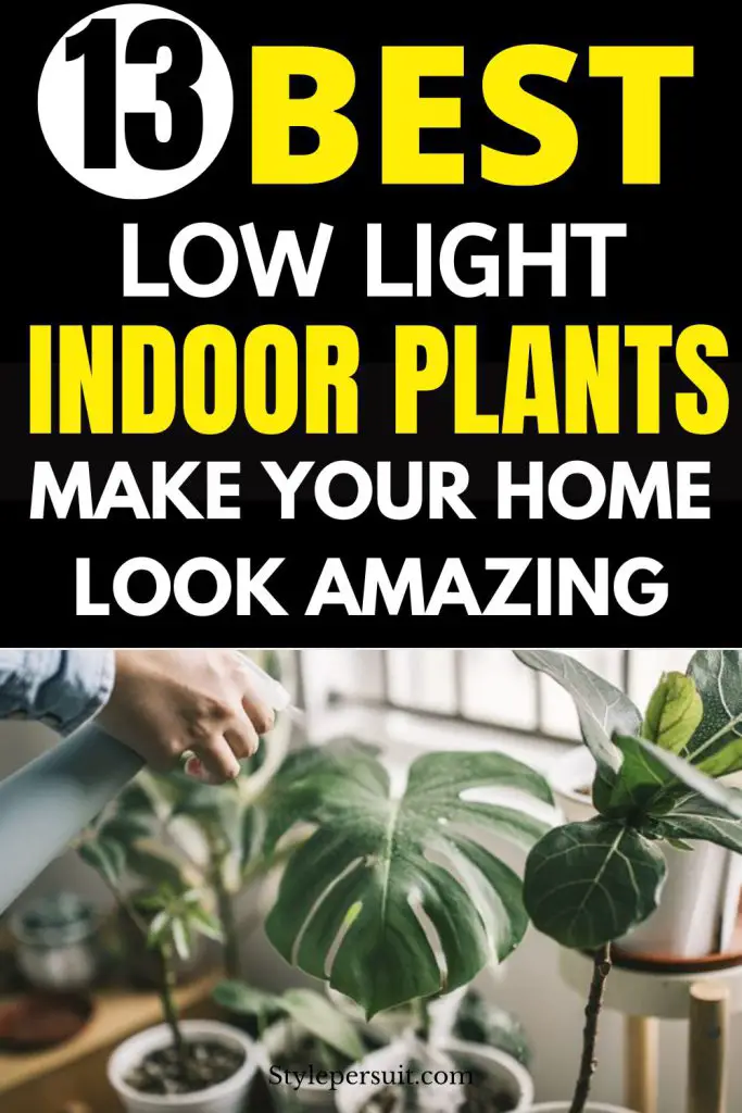 Low-Light Indoor Plants