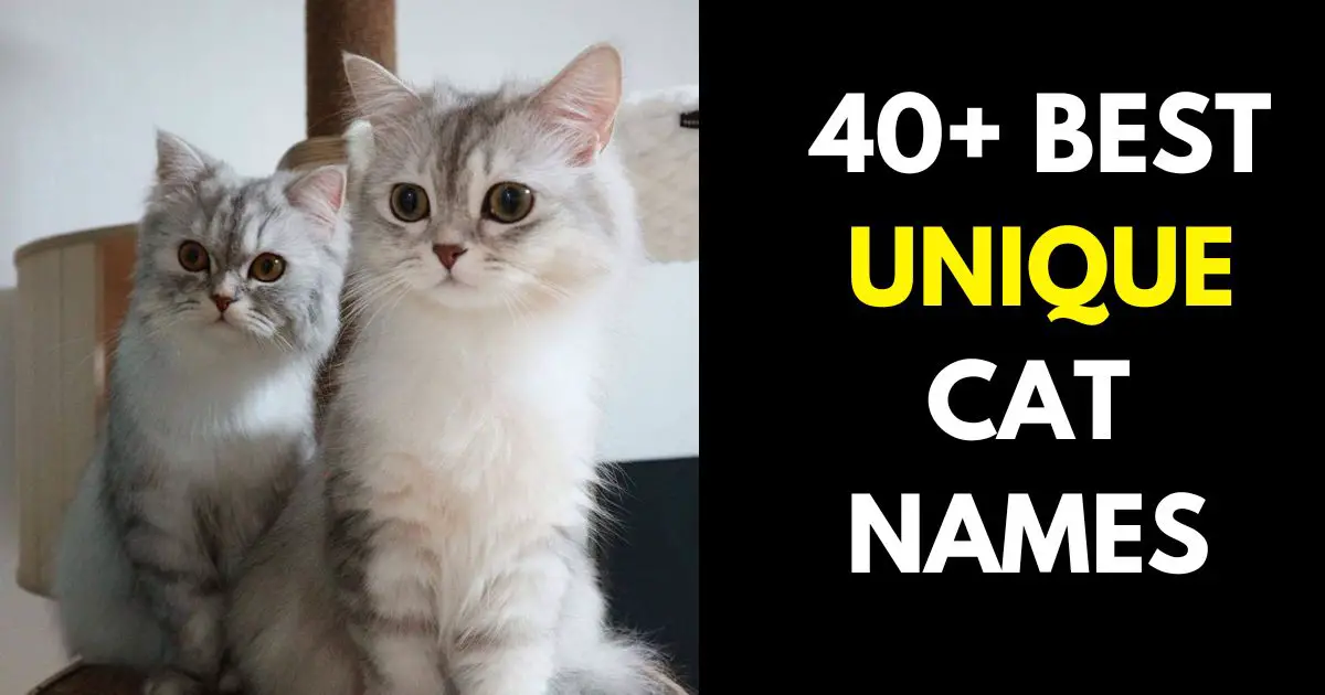 UNIQUE CAT NAMES