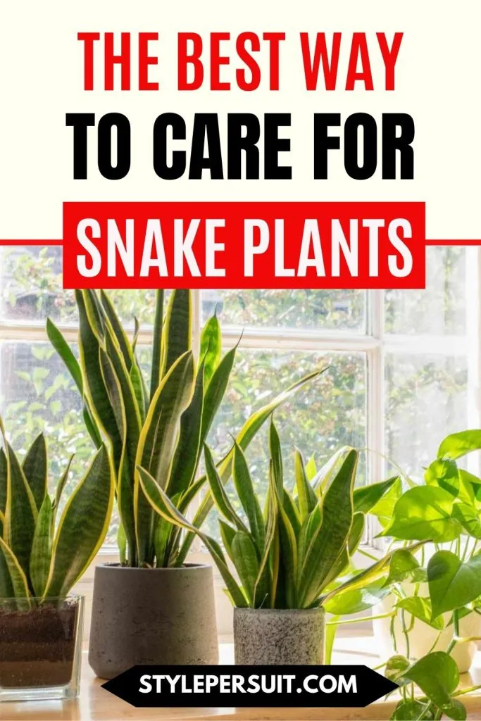 Care for Snake Plants