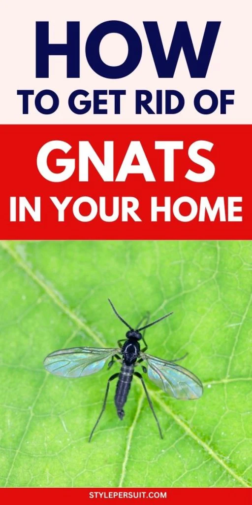 How to Get Rid of Gnats