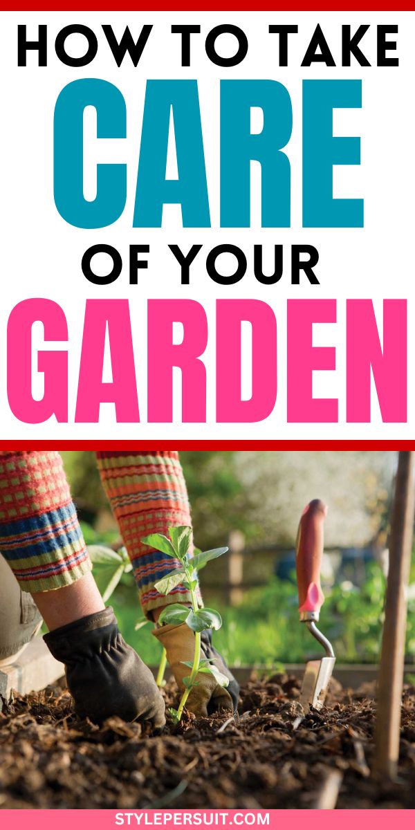 Gardening for Beginners: How to Care for Your Garden - StylePersuit
