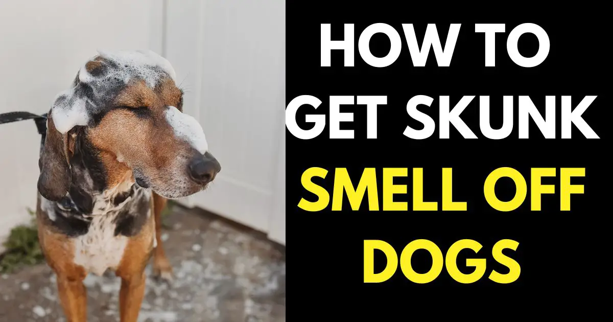 How to Get Skunk Smell Off Your Dog