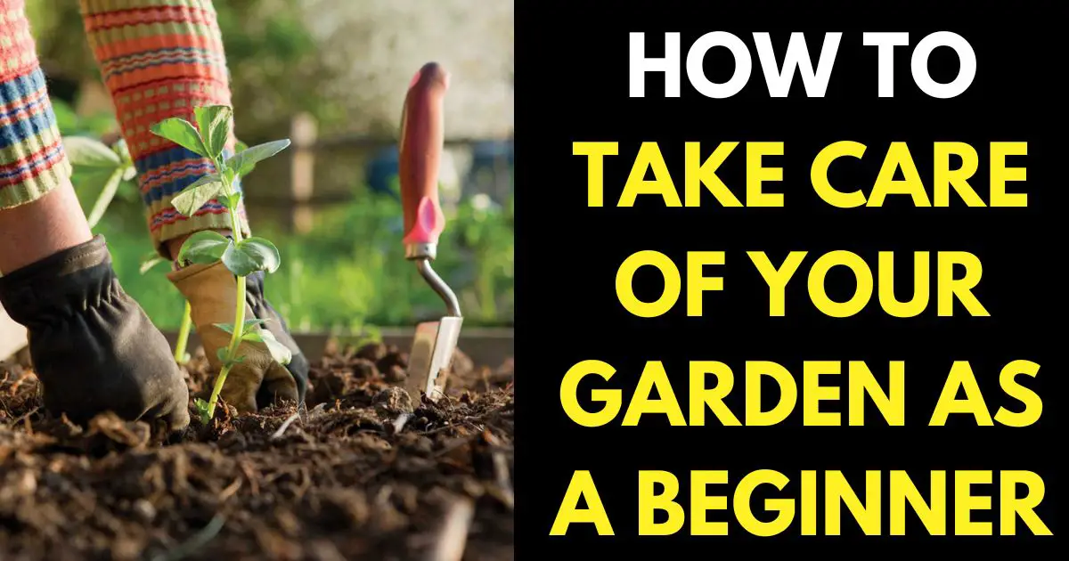garden care for beginners