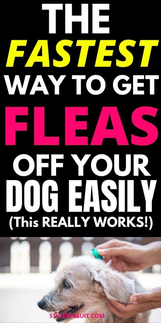 Image showcasing How to Get Rid of Fleas on Dogs (Without Losing Your Mind) - StylePersuit